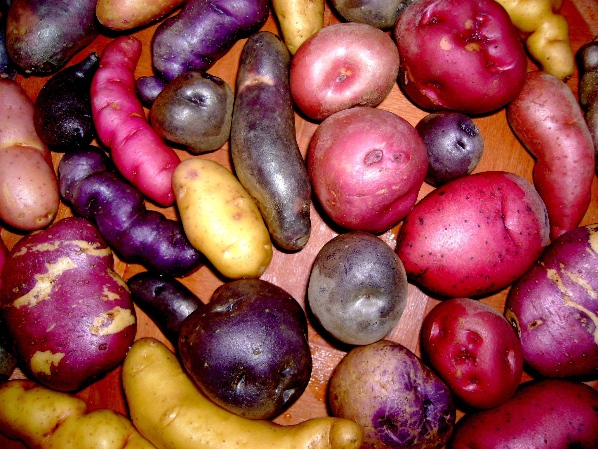 Saving the Potatoes of the Andes
