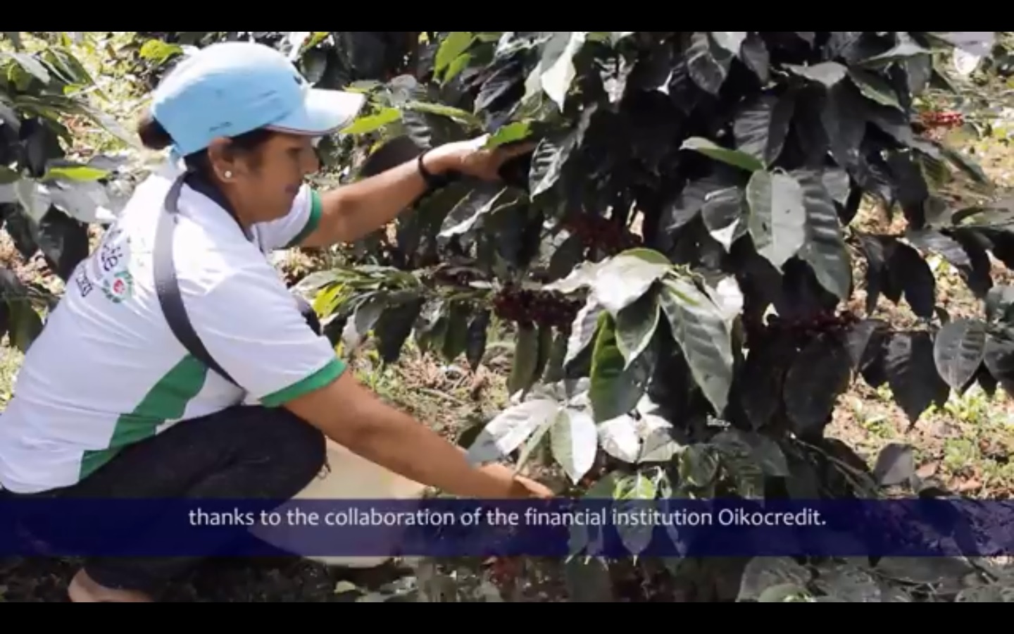 Sol & Café in Peru: Delivering Outstanding Coffee