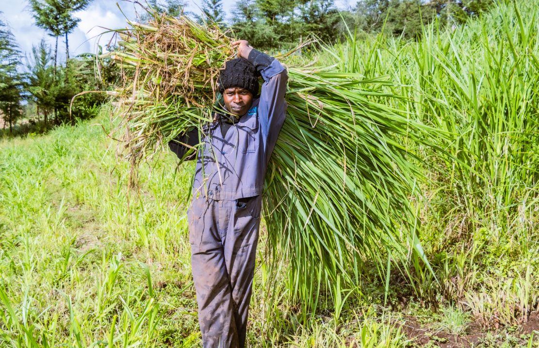 Chemare Dairy Cooperative: An Alternative System