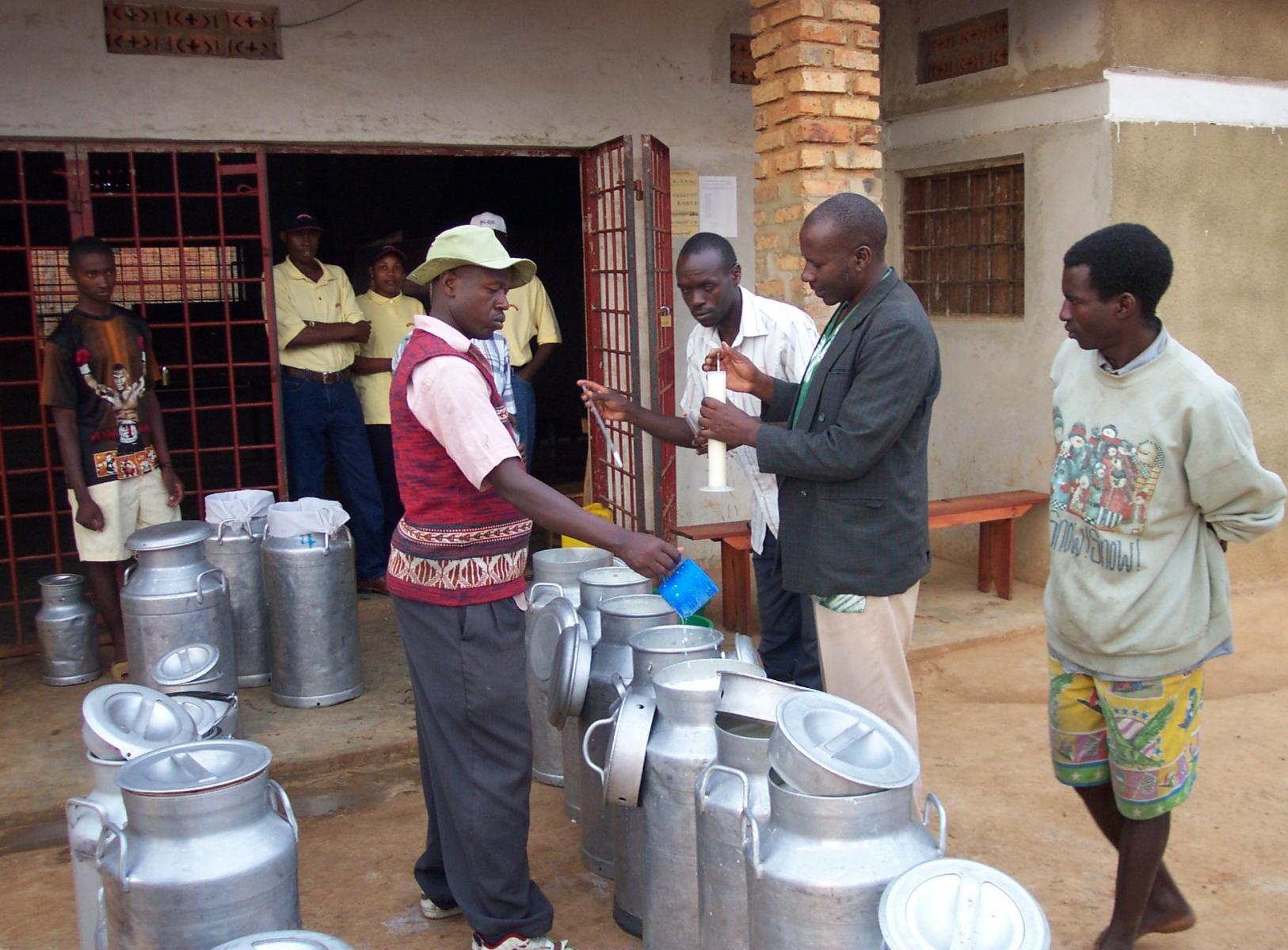 cows-community-and-cooperation-ugandan-dairy-farmers-change-their