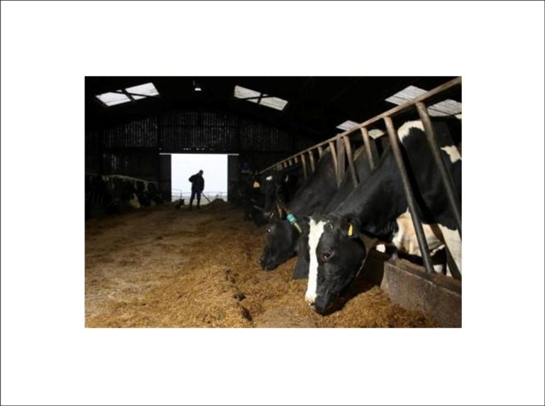First Milk the UK’s dairy cooperative owned by British farmers