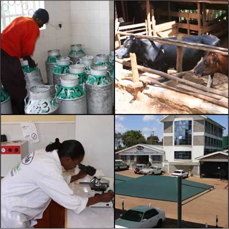 Githunguri Dairy Farmers Co-operative Society, Kenya