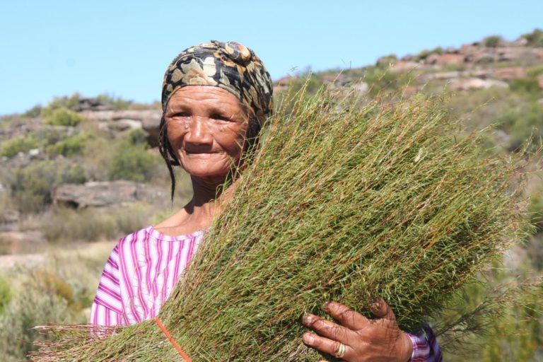 Rooibos Farmers Join Together to Fight Marginalization, Discrimination and Climate Change