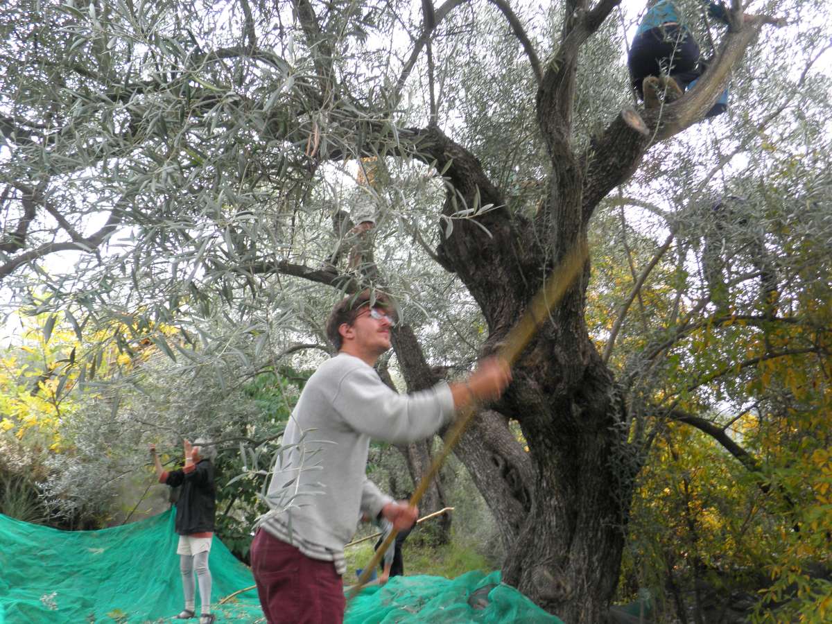 Reversing the Hidden Environmental Costs of Olive Oil