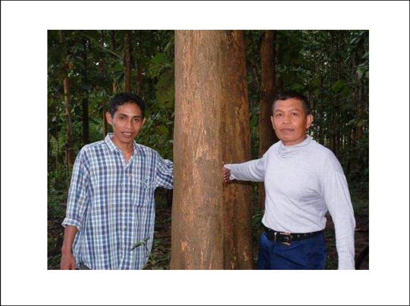 A Source for Sustainable Teak