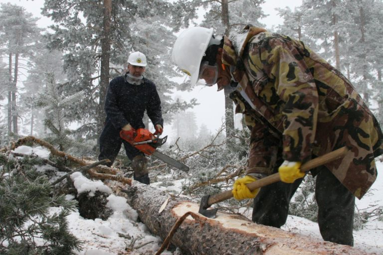 The Central Union  Of Turkish Forestry Cooperatives